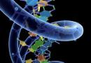 Что такое ДНК и РНК в биологии?