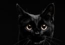 Сон черный кот терся о ноги
